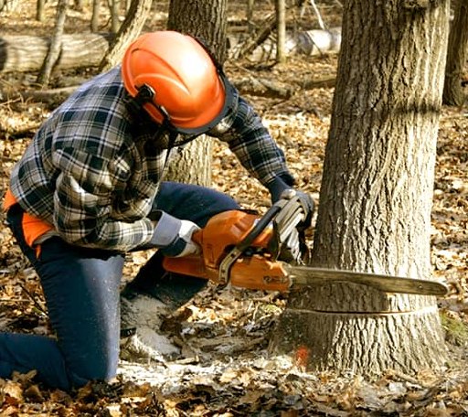 Tree Removal in Eastsound, WA